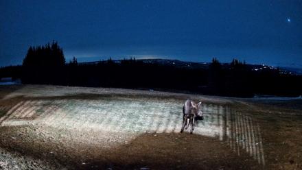 Homer Alaska Northern Lights Live Cam - Dec 25, 2025, 7:37pm AKST