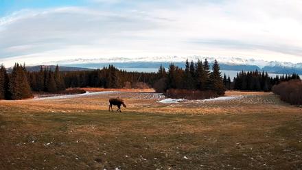 Homer Alaska Northern Lights Live Cam - Dec 22, 2025, 2:02pm AKST