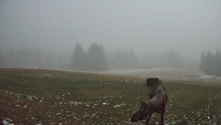 Homer Alaska Northern Lights Live Cam - Dec 5, 2025, 1:01am AKST