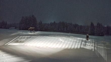 Homer Alaska Northern Lights Live Cam - Jan 5, 2026, 7:14pm AKST