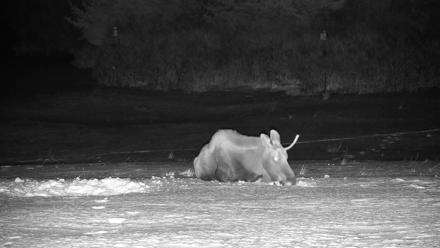 Homer Alaska Northern Lights Live Cam - Jan 21, 2026, 11:11pm AKST