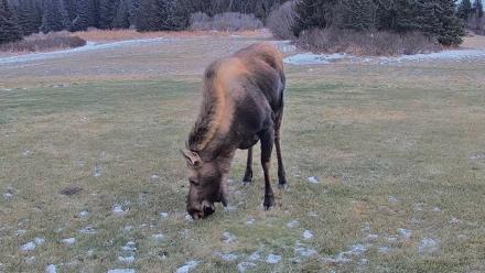 Homer Alaska Northern Lights Live Cam - Dec 22, 2025, 2:42pm AKST