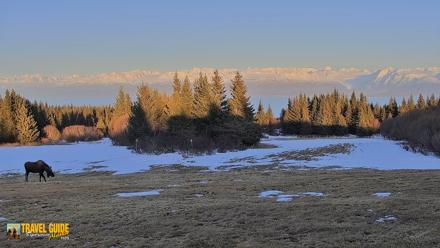 Homer Alaska Northern Lights Live Cam - Apr 10, 2026, 8:14pm AKDT