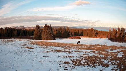 Homer Alaska Northern Lights Live Cam - Apr 3, 2026, 7:40pm AKDT