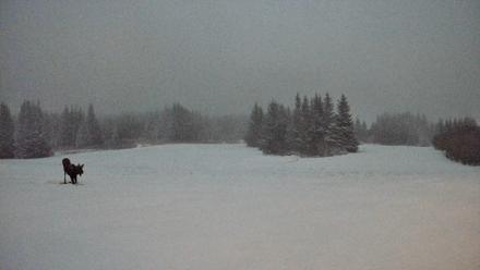 Homer Alaska Northern Lights Live Cam - Jan 5, 2026, 10:20am AKST