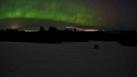 Homer Alaska Northern Lights Live Cam - Feb 19, 2026, 3:48am AKST