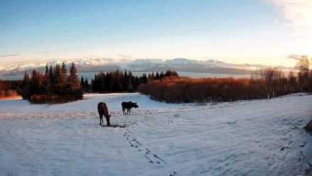 Homer Alaska Northern Lights Live Cam - Dec 30, 2025, 2:34pm AKST