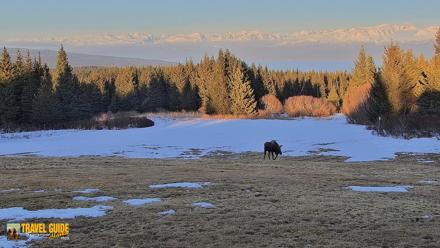 Homer Alaska Northern Lights Live Cam - Apr 10, 2026, 8:12pm AKDT