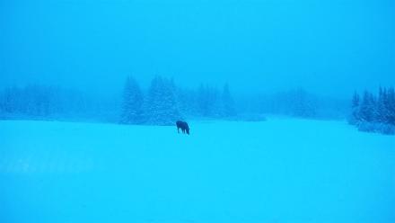 Homer Alaska Northern Lights Live Cam - Jan 11, 2026, 9:18am AKST