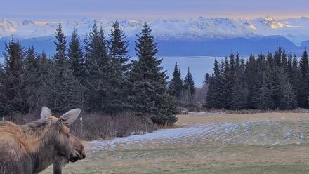 Homer Alaska Northern Lights Live Cam - Dec 22, 2025, 2:38pm AKST