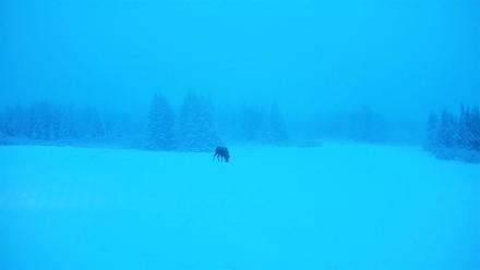 Homer Alaska Northern Lights Live Cam - Jan 11, 2026, 10:07am AKST