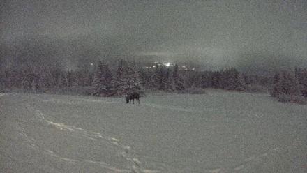 Homer Alaska Northern Lights Live Cam - Jan 12, 2026, 10:14pm AKST