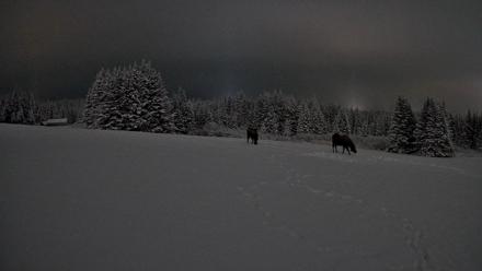 Homer Alaska Northern Lights Live Cam - Jan 13, 2026, 11:49pm AKST