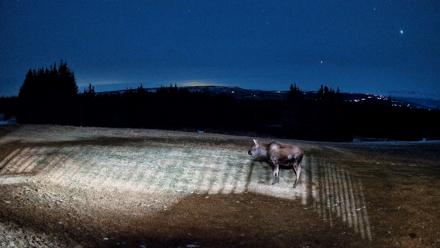 Homer Alaska Northern Lights Live Cam - Dec 25, 2025, 7:31pm AKST