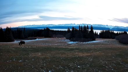 Homer Alaska Northern Lights Live Cam - Dec 19, 2025, 11:27am AKST