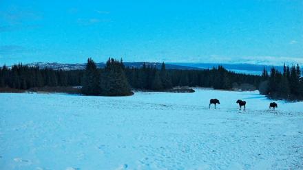 Homer Alaska Northern Lights Live Cam - Mar 29, 2026, 9:50pm AKDT