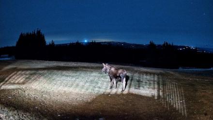 Homer Alaska Northern Lights Live Cam - Dec 25, 2025, 7:42pm AKST