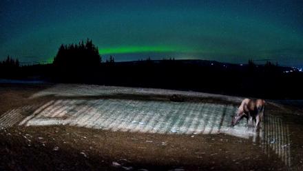 Homer Alaska Northern Lights Live Cam - Dec 12, 2025, 3:06am AKST