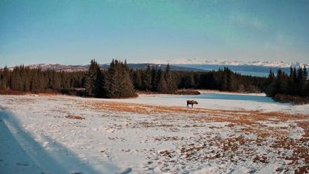 Homer Alaska Northern Lights Live Cam - Apr 3, 2026, 4:09am AKDT