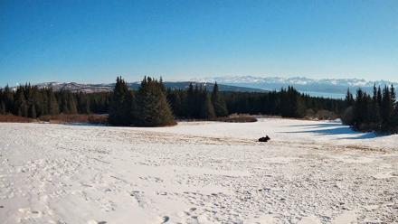 Homer Alaska Northern Lights Live Cam - Mar 31, 2026, 10:45pm AKDT