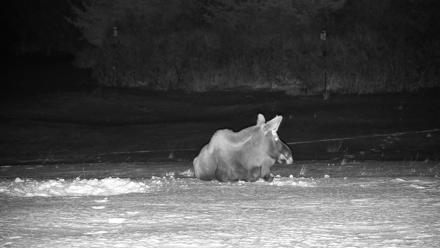 Homer Alaska Northern Lights Live Cam - Jan 21, 2026, 11:12pm AKST
