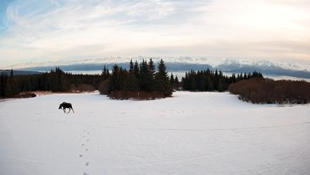 Homer Alaska Northern Lights Live Cam - Jan 19, 2026, 6:46pm AKST
