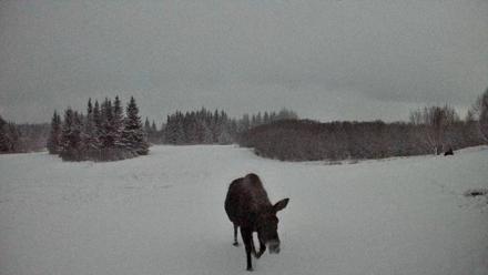 Homer Alaska Northern Lights Live Cam - Jan 6, 2026, 1:34am AKST