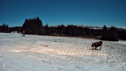 Homer Alaska Northern Lights Live Cam - Jan 2, 2026, 10:42pm AKST