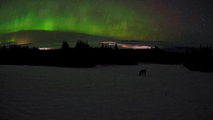 Homer Alaska Northern Lights Live Cam - Feb 19, 2026, 3:49am AKST