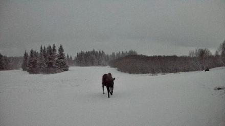 Homer Alaska Northern Lights Live Cam - Jan 6, 2026, 1:22am AKST