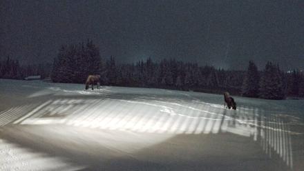Homer Alaska Northern Lights Live Cam - Jan 5, 2026, 9:30pm AKST