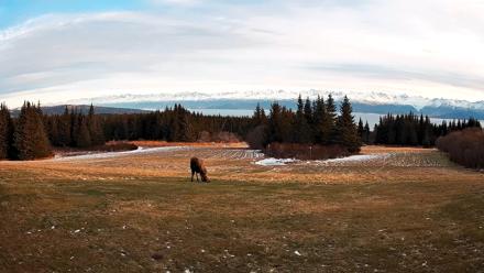 Homer Alaska Northern Lights Live Cam - Dec 22, 2025, 2:00pm AKST