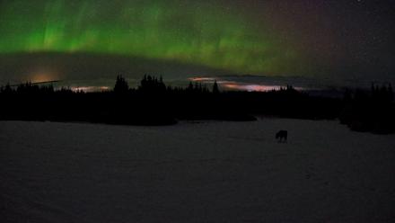 Homer Alaska Northern Lights Live Cam - Feb 19, 2026, 3:46am AKST