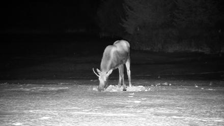 Homer Alaska Northern Lights Live Cam - Jan 21, 2026, 11:03pm AKST