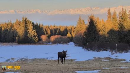 Homer Alaska Northern Lights Live Cam - Apr 10, 2026, 8:18pm AKDT