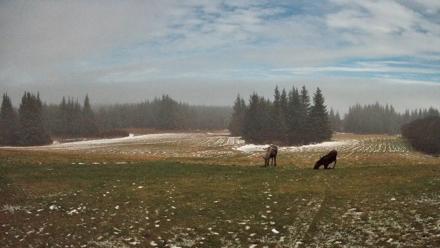 Homer Alaska Northern Lights Live Cam - Dec 5, 2025, 3:05am AKST