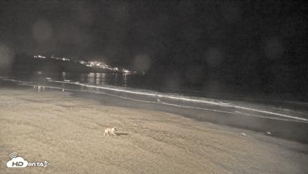 La Jolla Shores Live Surf Cam - Oct 16, 2026, 8:10pm PDT