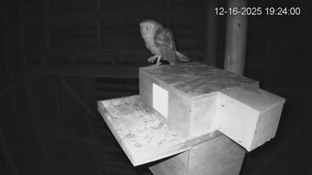 North Carolina Barn Owls Live Cam - Dec 16, 2025, 7:24pm EST