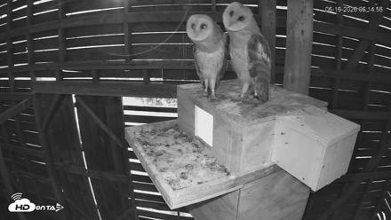 North Carolina Barn Owls Live Cam - Jun 16, 2026, 6:16am EDT