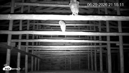 North Carolina Barn Owls Live Cam - Jun 29, 2026, 9:56pm EDT