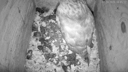 North Carolina Barn Owls Live Cam - Feb 20, 2026, 6:06pm EST