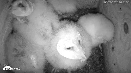 North Carolina Barn Owls Live Cam - May 27, 2026, 8:52pm EDT