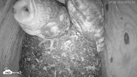 North Carolina Barn Owls Live Cam - Jul 4, 2026, 1:52am EDT