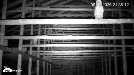 North Carolina Barn Owls Live Cam - Jun 15, 2026, 9:39pm EDT