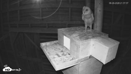 North Carolina Barn Owls Live Cam - Jun 29, 2026, 9:38pm EDT