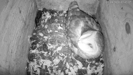 North Carolina Barn Owls Live Cam - Mar 19, 2026, 2:44am EDT