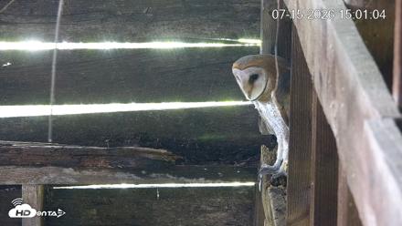 North Carolina Barn Owls Live Cam - Jul 15, 2026, 3:01pm EDT