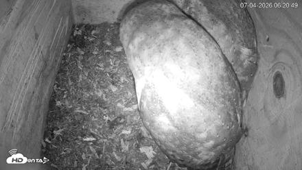 North Carolina Barn Owls Live Cam - Jul 4, 2026, 6:24am EDT