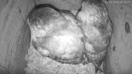 North Carolina Barn Owls Live Cam - Jan 19, 2026, 7:00am EST