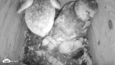 North Carolina Barn Owls Live Cam - Apr 22, 2026, 5:50pm EDT